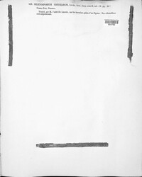 Fusarium urticearum image